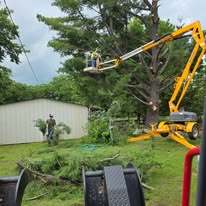 Crew removing a tree with a spider lift, branches on the ground