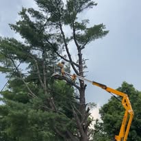 Boom lift trimming a tall pine tree